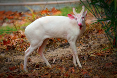 Thailand zoo official killed as missing deer investigated