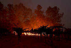 The Glass Fire burns up to a vineyard on October 1, 2020 in Calistoga, California. 