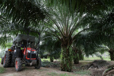 A mini tractor grabber collects palm oil fruits at a plantation in Pulau Carey, Malaysia, on January 31, 2020. 