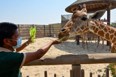 A man feeds a giraffe at the Dubai Safari Park on October 4, 2020, in the United Arab Emirates. 