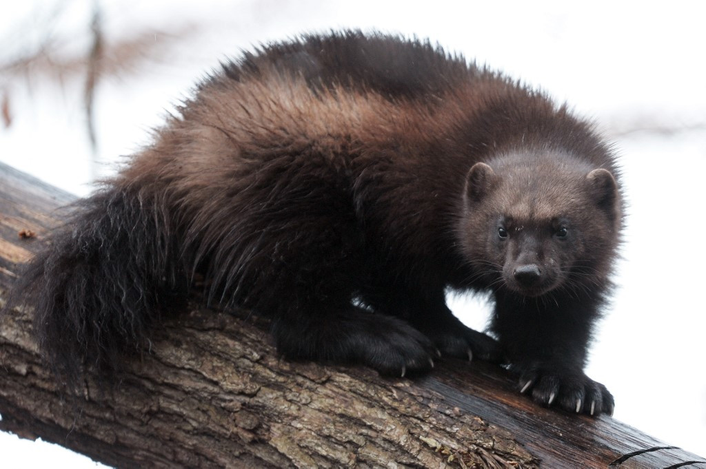 Us Says Climate Change Doesn T Threaten Snow Dwelling Wolverines Environment The Jakarta Post