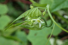 Unique vine 'greenhouses' found by 91-year-old nature volunteer
