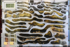 Singaporean 'ant-repreneur' sells tiny six-legged pets