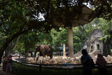 Visitors enjoy the view at Ragunan Zoo in Jakarta on Sept. 13. The zoo was temporarily closed twice in response to the COVID-19 pandemic. It reopened for the second time on Oct. 12 following the capital’s decision to ease restrictions.