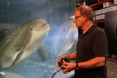 Walt Conti, founder and CEO of Edge Innovations, uses a handheld controller to move an animatronic dolphin in a tank at the company's warehouse in Fremont, California, United States, on September 30, 2020.