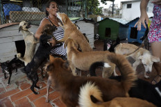 Cuban animal lovers hope new law changes attitudes