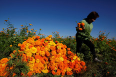 A woman harvests Cempasuchil Marigolds to be used during Mexico's Day of the Dead celebrations in Ciudad Juarez, Mexico, on October 26, 2016. 