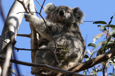 Police chase koala through Sydney train station