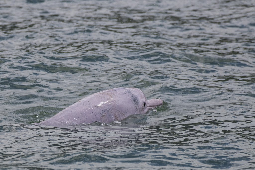 Hong Kong pink dolphins enjoy comeback as pandemic slows marine traffic -  Environment - The Jakarta Post