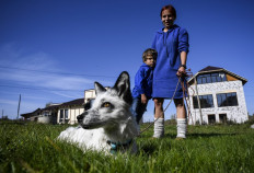 Siberian scientists breeding foxes for pets eye human link