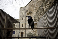Tower of London ravens re-adapt to life after lockdown