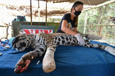 Scorched jaguar returns home after Brazil fire ordeal