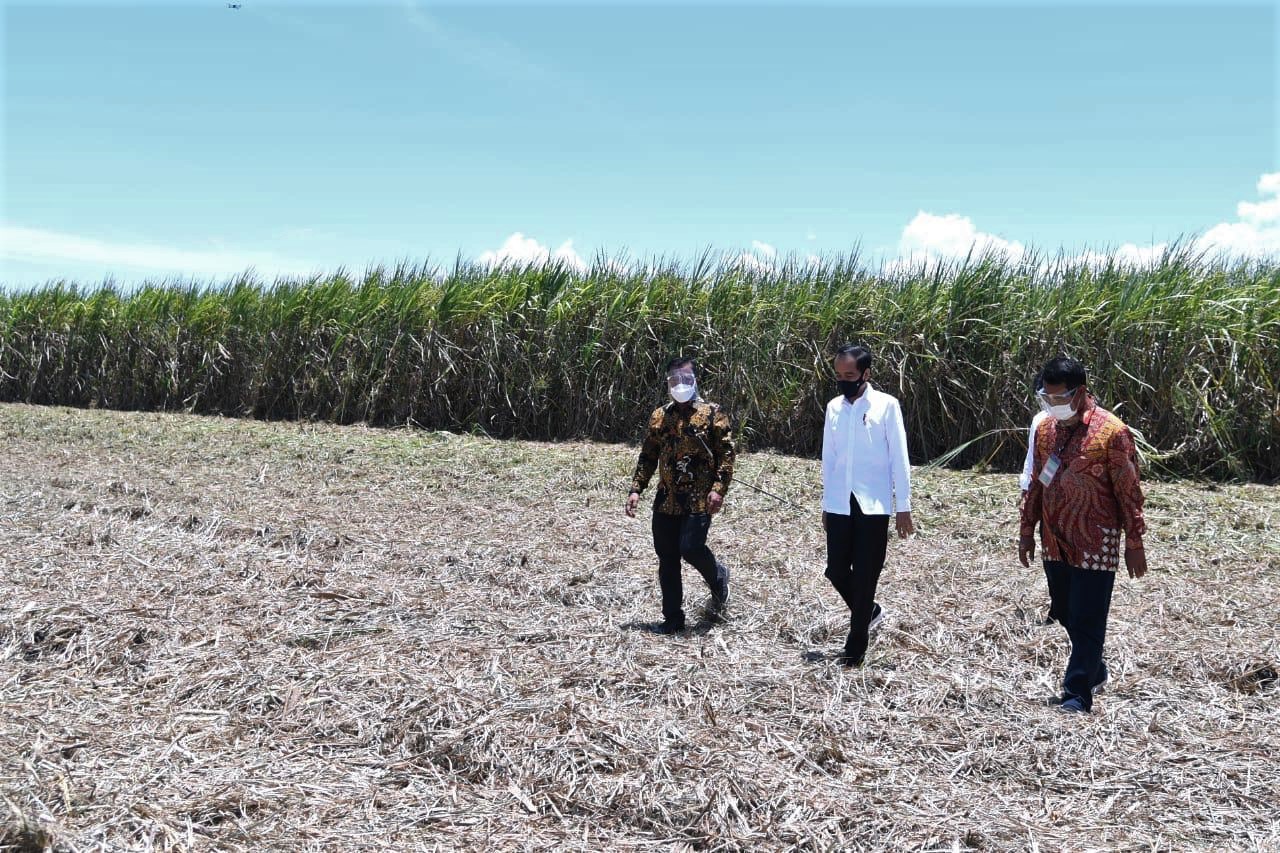 Food estate program in protected forests may lead to