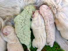 Unfur-gettable: Puppy with green fur born in Sardinia