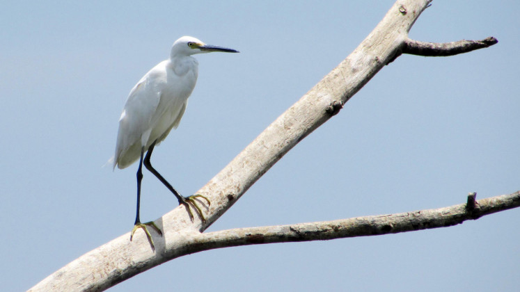 Sitting pretty: A heron perches on the bare branch of a weathered tree reaching out of the reservoir’s surface.