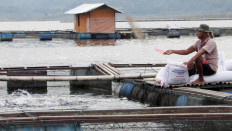 Water world: A man feeds fish in an aqua cage built along the reservoir’s embankment.