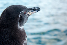 Handout file photo taken on October 26, 2018 and released by the Charles Darwin Foundation showing a Galapagos penguin standing in Isabela Island, in Galapagos archipelago, Ecuador. 