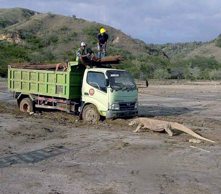 Foto komodo berhadapan dengan truk di Pulau Rinca, Kabupaten Manggarai Barat, Kawasan Taman Nasional Komodo, Nusa Tenggara Timur (NTT)

