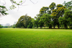 Four Pekanbaru residents arrested for cutting down 83 trees without permit