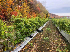 The grape escape: Canada baffled by vineyard theft