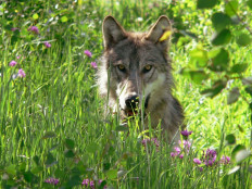 This undated picture provided by the Montana Fish, Wildlife and Parks shows a gray wolf at an undisclosed location in Montana. 