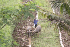 A farmer plows a rice field by the Bawen-Salatiga toll road in Central Java on Nov. 2, 2020.