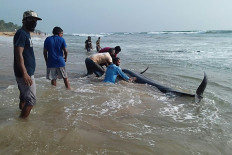 Sri Lanka rescues 120 whales after country's largest stranding