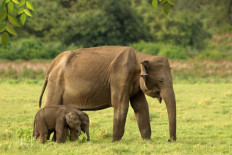 The famous twin elephants at Minneriya National Park, Sri Lanka.