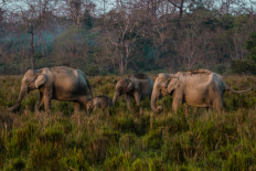Elephants at the Kaziranga National Park, India.