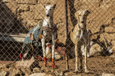 Syrian village trains racing dogs despite war and pandemic