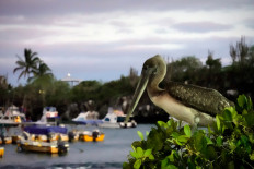 South American states join forces against Chinese fishing threat 