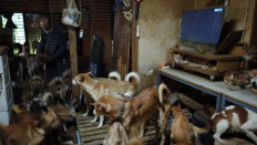 Japanese health officials find 164 dogs crammed into tiny house