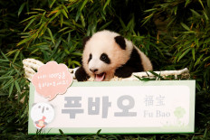Lucky children greet Fu Bao, the first panda born in South Korea