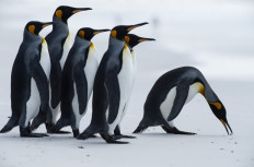 Antarctic scientists warn of bird flu spread as penguin cases confirmed
