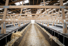 Scientists on guard over 'mutant' mink coronavirus