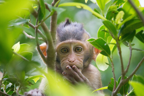 Controversial monkey study reignites animal testing debate - Science & Tech  - The Jakarta Post