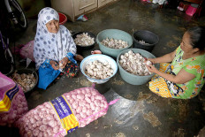Women peel garlic imported from China in Tanah Sareal, Bogor, West Java, in November 2020.