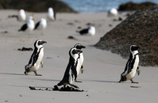As African penguin population dwindles, researchers plan new colony
