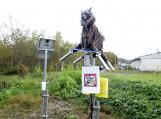 Japanese town deploys 'Monster Wolf' robots to deter wild bears
