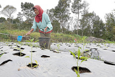 Hot commodity: A woman waters chili plants at a farm on the slopes of Mount Merapi in Selo, Boyolali regency, Central Java, on Wednesday. In addition to accommodating new resorts to boost tourism, the hilly areas near Merapi are also being turned into farmland to support the local economy.