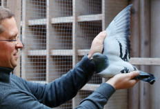 Belgian racing pigeon flies past record in auction