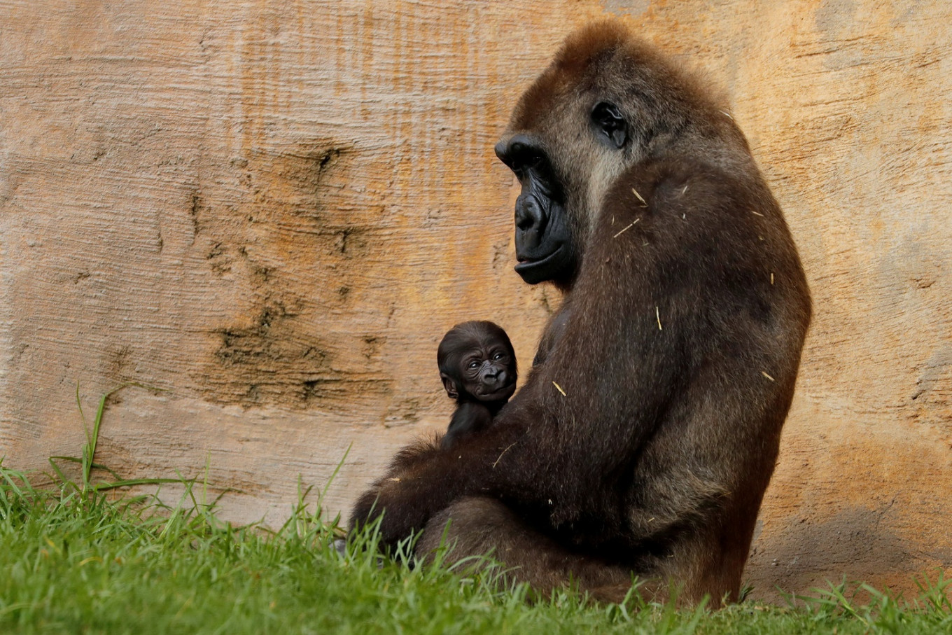 A nine weeks old gorilla baby (gorilla gorilla) is being held by