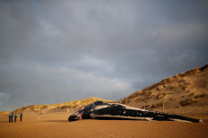 Emaciated fin whales wash up dead on French shores