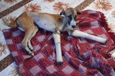 Badly injured street dog swaps India for English countryside 