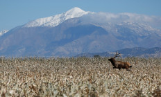 A bull elk makes its way through the field as corn is harvested at the Kenison Farms in Levan, Utah, on October 5, 2013. 