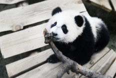Baby panda born in Netherlands makes public debut