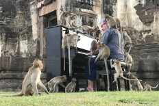 British pianist's velvety tones soothe Thailand's hungry monkeys