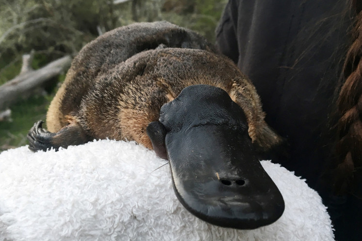 platypus vulnerable, scientists say 