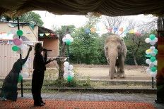 Pakistan's lonely elephant serenaded one last time at farewell party