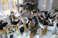 Mus-cats: Omani woman juggles 500 felines